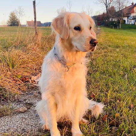 酒店 Ferienzimmer Paunger Miesenbach (Styria)