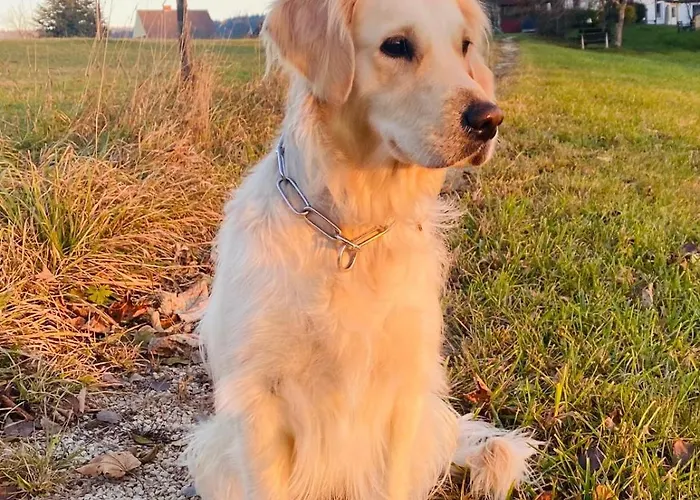 酒店 Ferienzimmer Paunger Miesenbach (Styria)